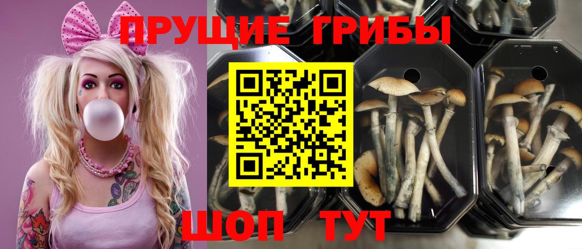 Псилоцибиновые грибы GOLDEN TEACHER Куйбышев